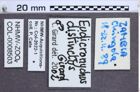 Etikette zu Eudicronychus distinctus (NHMW-ZOO-COL-0008503)